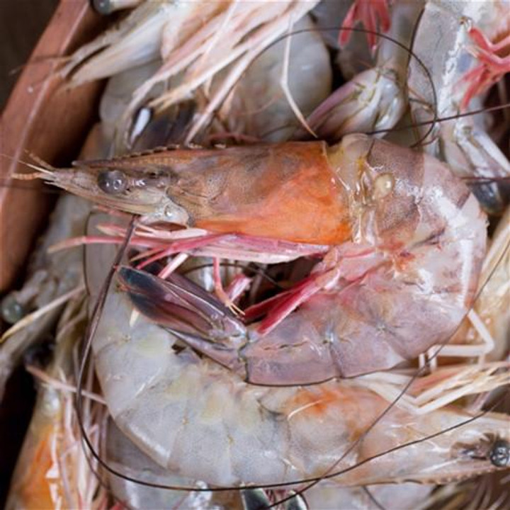 shrimp king size : head on 04
